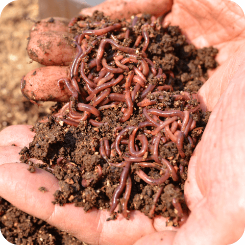 Earth Worms