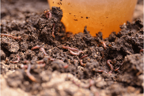 Earth Worms - Image 2