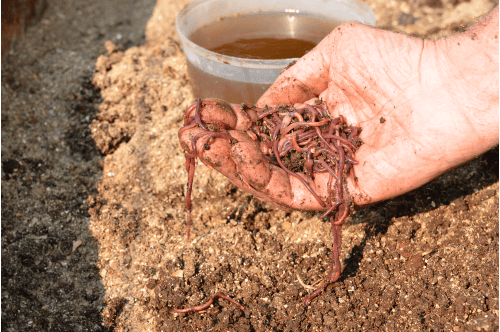 Earth Worms - Image 3